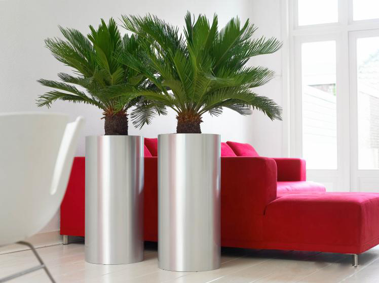 welke kamerplant passen binnen mijn interieur