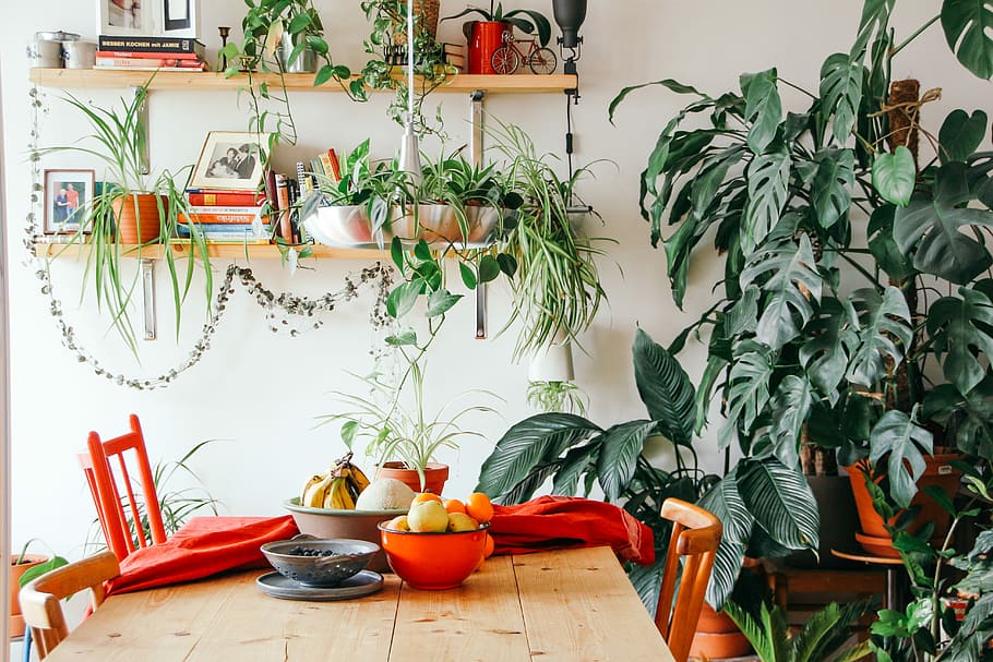 Hier moet je op letten bij je planten