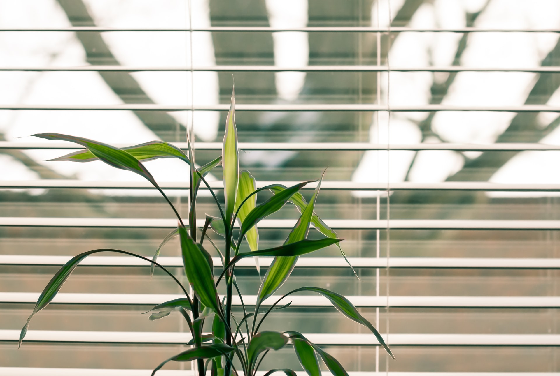 4 Redenen waarom je kiest voor rolgordijnen in je interieur