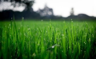 Waarom graszoden leggen in het voorjaar een goed idee is!