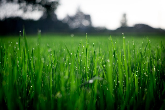 Waarom graszoden leggen in het voorjaar een goed idee is!