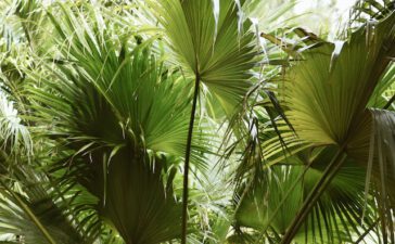 Een inleiding tot verschillende soorten palmbomen voor thuis
