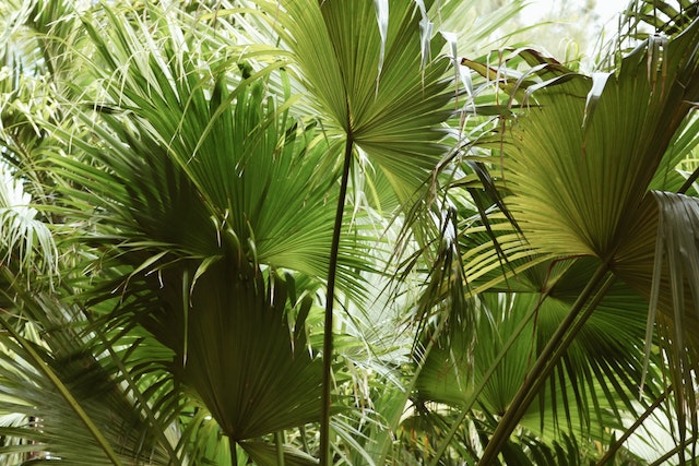 Een inleiding tot verschillende soorten palmbomen voor thuis